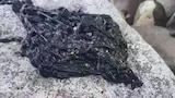 Alien in Paradise