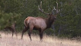 Protecting Montana’s Wild