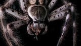 Curse of the Monster Spider