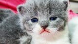 Gatitos charlatanes