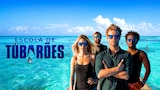 Escola de Tubarões