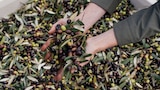 Aceite de oliva