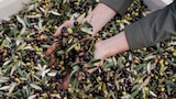 Olive Oil