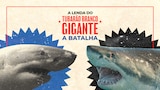 A Lenda do Tubarão Branco Gigante: A Batalha