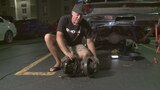 David Freiburger Explains Rear Axle Ratios