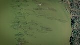 La Flota Fantasma de la Bahía Caníbal