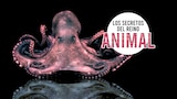 Los secretos del reino animal