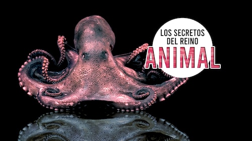 Ver Los secretos del reino animal Temporada 1 Episodio 11 - La mafia de ...