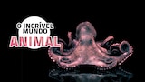 O Incrível Mundo Animal