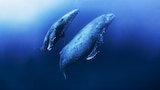 Out of the Blue