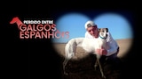 Perdido Entre Galgos Espanhóis