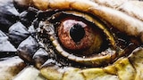 El misterioso animal de Colombia