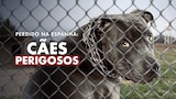 Perdido na Espanha: Cães Perigosos
