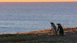 Patagonian Penguins