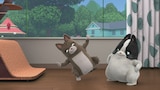 Dog Gone Cat