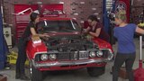 Cougar with Leaks