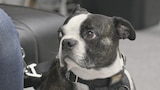 Pets, Pickers and Problems