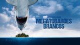 Em Busca dos Megatubarões Brancos