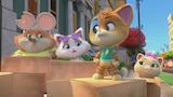 Gaby, the Reporter Cat
