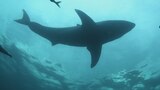 Song of the Shark