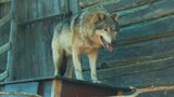 She-Wolf Trouble