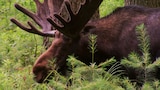 Moose Mania