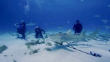 Shark Rober Part 2
