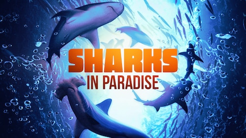 Watch Sharks in Paradise | HBO Max