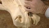Matches, Carousel Horses, Fine Porcelain, and Automobile Fuel Tanks