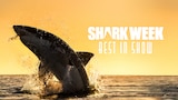 SW21: Shark Week Best In Show