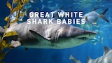 Great White Shark Babies
