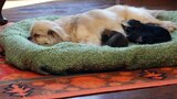 Big Jobs, Little Paws