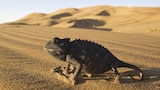 Reptiles