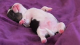 Cachorros enormes
