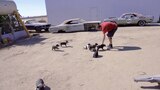 Puppies! And 318 Boat Motor Breakdown