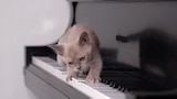 Gatitos musicales