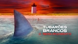 Tubarões-Brancos: O Ressurgimento