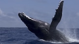Mammals
