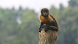 Animales con talento