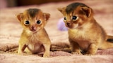 Too Cute! Kittens