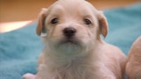 Cachorros pequeños y un hurón
