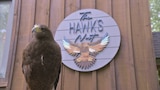 Bird's-Eye View