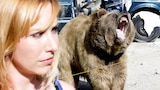 Car Chase Chaos/Animal Antics