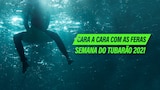 Cara a Cara com as Feras: Semana do Tubarão 2021