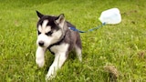 Fuerza de cachorros