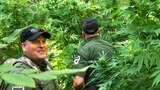Weed it and Reap