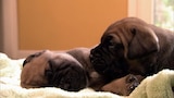 Vida de cachorro
