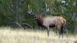Wild and Wonderful Montana