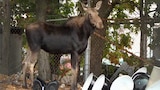 Moose in the City