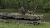 Animal BFFs - Cuddly Bear, Cautious Kangaroo